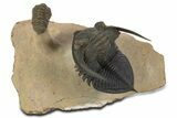 Flying Zlichovaspis Trilobite With Small Crotalocephalina #339954-1